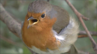 European Robin Erithacus rubecula male singing his territorial song [upl. by Miriam]