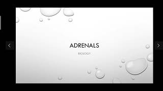 Adrenals adrenals glands [upl. by Ogaitnas]