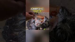 quotEl Héroe Que Salvó a un Gatito y a Dos Halcones en Plena Tormentaquot youtubeshorts [upl. by Lay]