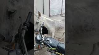 donkey  donkey video  donkey raja full movie  donkey play  donkey king [upl. by Assenov]