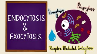 Endocytosis  Exocytosis  Vesicular Transport  Bulk Transport  Membrane Transport  Cell [upl. by Nelrah22]