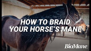 How to Properly Braid Your Horses Mane [upl. by Peskoff]