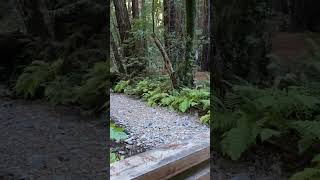 Alone in Muir Woods outdooradventurenature outdoors hike travel muirwoods nature wanderlust [upl. by Oakes946]