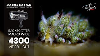 Backscatter Macro Wide 4300 Showcase  Fredi Schaschl [upl. by Fabrianne]