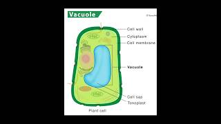 vacuole structure and function  Biology  padhaicom shorts [upl. by Ardnaxela]