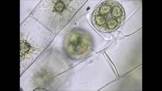 Spirogyra Conjugation [upl. by Anwad217]