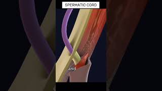 Spermatic Cord Embryology [upl. by Gnuy100]