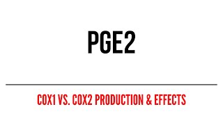 PGE2 COX1 vs COX2 Production amp Effects [upl. by Brocklin]