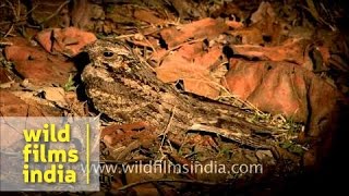 Jungle Nightjar or Caprimulgus indicus [upl. by Adar]