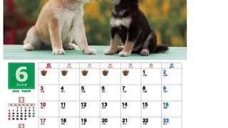 Turn Shiba Inu Calendar into cute wall art 🐕🖼 [upl. by Sugden]