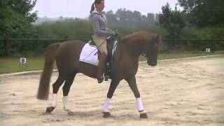 For Sale FEI Dressage Pony Vinkenhove Lester [upl. by Oisorbma]