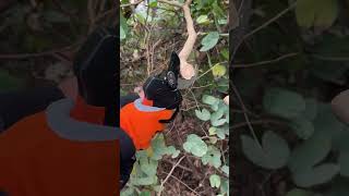 Trim the High Branches with Ease Kebtek 40MM KT940Pruner Pole Setelectricpruningshears tools [upl. by Cathlene]