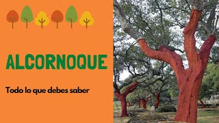 Alcornoque todo sobre este increíble árbol [upl. by Gibson]