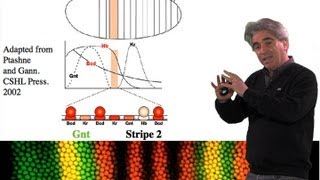 Mike Levine UC Berkeley Part 1 Transcriptional Precision Enhancers [upl. by Raleigh]