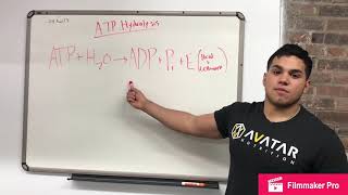 PCr Resynthesis [upl. by Kahler]