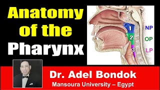 Anatomy of the Pharynx Dr Adel Bondok [upl. by Fantasia329]