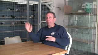 Pigeon Racing in Coney Island with Anthony Martire [upl. by Wein288]