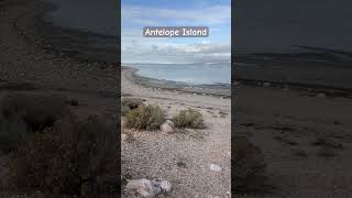 Great Salt Lake Antelope Island and bison sighting adventure utah beaches ruggedterrain [upl. by Aicia]