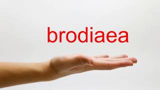 How to Pronounce brodiaea  American English [upl. by Aitital]