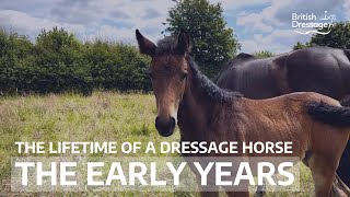 The Lifetime of a Dressage Horse The Early Years [upl. by Prosperus752]