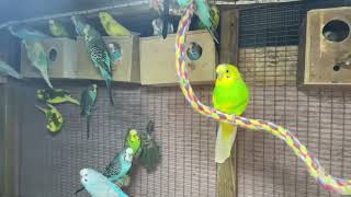 Budgies Playing in their Aviary  Pet Birds  Baby Budgies amp their Eggs  Nesting Boxes budgerigar [upl. by Etteniuqna]