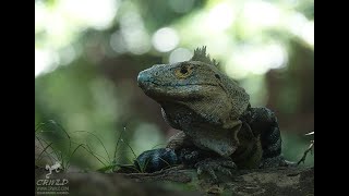 CTENOSAURA SIMILIS THE KOMODO DRAGON OF COSTA RICA [upl. by Valenka247]