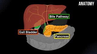 Bile Pathway Gall Bladder amp Pancreas  Anatomy [upl. by Akamaozu]