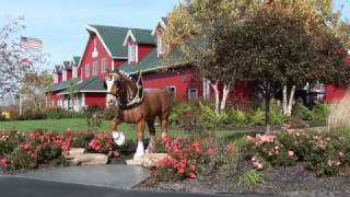 Warm Springs Ranch Budweiser Clydesdales breeding headquarters [upl. by Dlared]