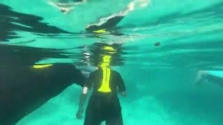 Family Snorkels With Sting Rays at Amusement Park  1496080 [upl. by Nnaed]