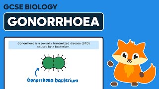 Gonorrhoea  Bacterial Diseases  GCSE Biology [upl. by Ahsiki645]