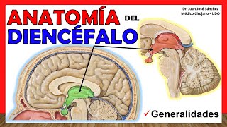 🥇 Anatomía del DIENCÉFALO Generalidades ¡Explicación Sencilla [upl. by Iralav921]