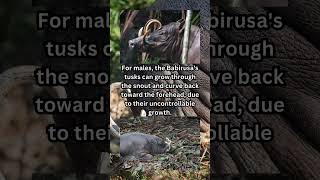 How Babirusa Pigs Tusks Can Pierce Their Own Skull [upl. by Norri327]