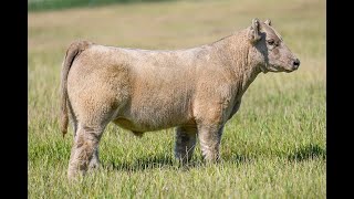 Reimann Pasture Sale 2024  Tag 21 [upl. by Conny607]