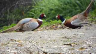 Male RingNecked Pheasants Fighting [upl. by Harriman348]