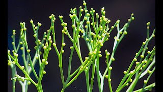 Psilotum sporophyte [upl. by Barbabra]