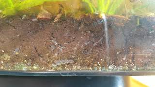 Amphipods scuds Burrowing in Soil Substrate [upl. by Haggar811]