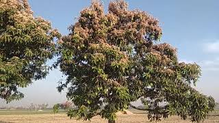 How Tiddi Dal ٹڈی دل Damage the Mango Trees in Khanewal Punjab  Farming Panel [upl. by Clarke]