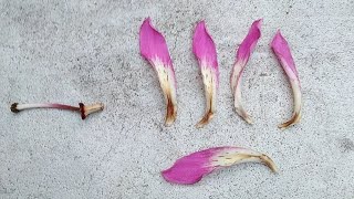 26 ²Floss Silk Tree Ceiba speciosa [upl. by Donahue]