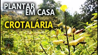 Crotalária uso e Dicas no Plantar em Casa [upl. by Domingo]