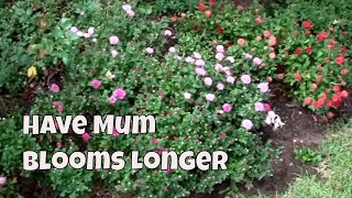 How to Have Flowers on Your Chrysanthemums for Six Months AKA Mums [upl. by Elinet]