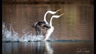 The Dance of the Western Grebes [upl. by Mapes]