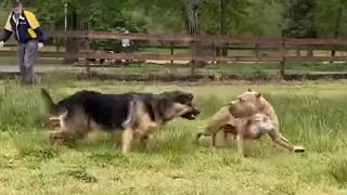 German Shepherd Attacks Pitbull OFF LEASH PARK [upl. by Eniretac]