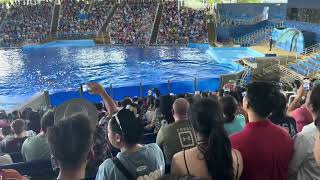 2023 Orca Encounter at SeaWorld San Antonio [upl. by Atok]