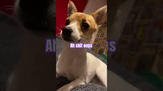 ￼Doge funny memes comedy [upl. by Netsew]