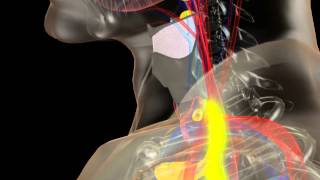 Anatomy of the Thyroid and Parathyroid Glands [upl. by Adidnac]