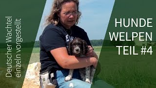 Hundewelpen ► Rias Nachwuchs ► Deutscher Wachtel Hundewelpen Teil 4 [upl. by Torosian]