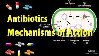 Antibiotics  Mechanisms of Action Animation [upl. by Devlin]