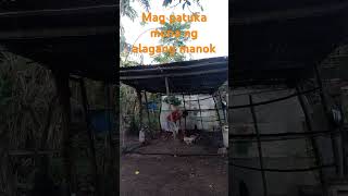 mag patuka muna ng manok sa umaga [upl. by Adolpho]