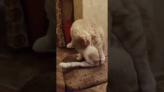 😍Симба😍зов предков🤣shots kitten cat reels котик catlover [upl. by Nilyac]