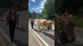 1 Alpabfahrt 2023  Öberefahre Appenzellerland 🇨🇭🐄 ⛰️😎 [upl. by Stoll]